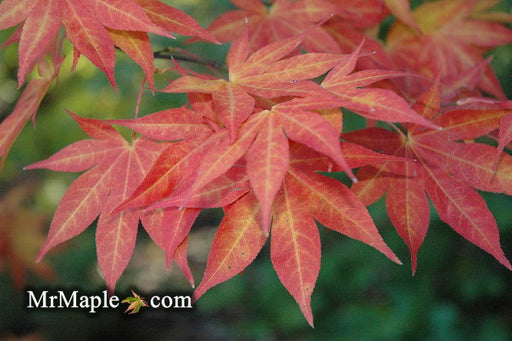 - Acer palmatum 'Ogon sarasa' Golden Calico Cloth Japanese Maple - Mr Maple │ Buy Japanese Maple Trees