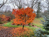 '- Acer palmatum 'Ogon sarasa' Golden Calico Cloth Japanese Maple - Mr Maple │ Buy Japanese Maple Trees