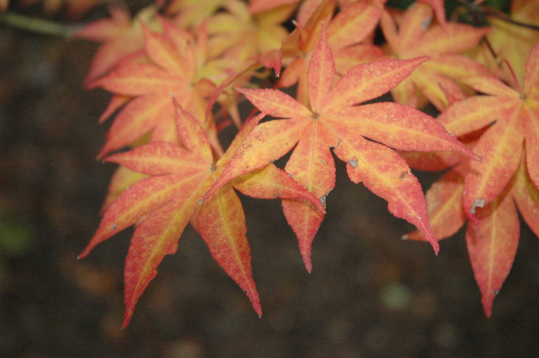 '- Acer palmatum 'Ogon sarasa' Golden Calico Cloth Japanese Maple - Mr Maple │ Buy Japanese Maple Trees