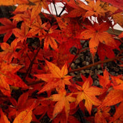- Acer palmatum 'Ogon sarasa' Golden Calico Cloth Japanese Maple - Mr Maple │ Buy Japanese Maple Trees