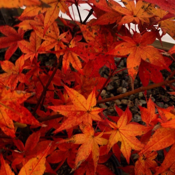 '- Acer palmatum 'Ogon sarasa' Golden Calico Cloth Japanese Maple - Mr Maple │ Buy Japanese Maple Trees