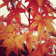 - Acer palmatum 'Ogon sarasa' Golden Calico Cloth Japanese Maple - Mr Maple │ Buy Japanese Maple Trees