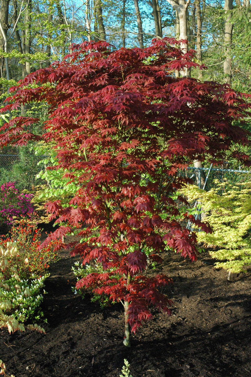 - Acer palmatum 'Ogon sarasa' Golden Calico Cloth Japanese Maple - Mr Maple │ Buy Japanese Maple Trees