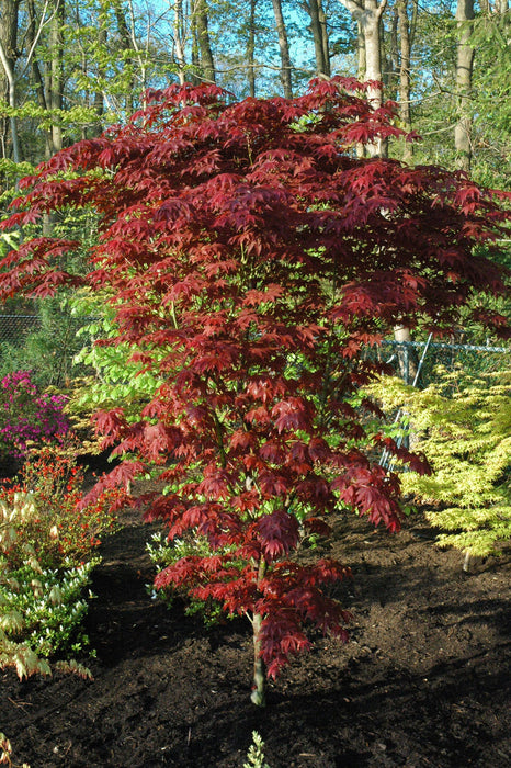 '- Acer palmatum 'Ogon sarasa' Golden Calico Cloth Japanese Maple - Mr Maple │ Buy Japanese Maple Trees