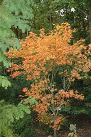 - Acer palmatum 'Ogon sarasa' Golden Calico Cloth Japanese Maple - Mr Maple │ Buy Japanese Maple Trees