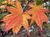 '- Acer palmatum 'Ogon sarasa' Golden Calico Cloth Japanese Maple - Mr Maple │ Buy Japanese Maple Trees