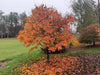 '- Acer palmatum 'Ogon sarasa' Golden Calico Cloth Japanese Maple - Mr Maple │ Buy Japanese Maple Trees