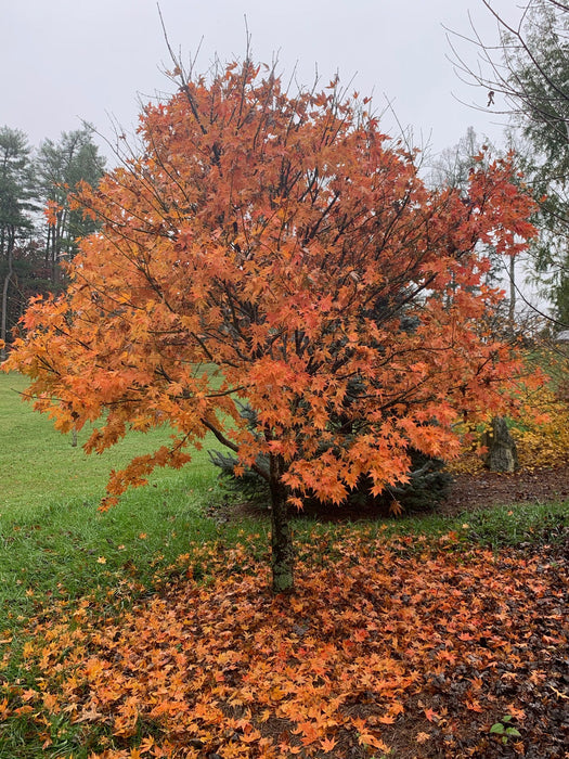 '- Acer palmatum 'Ogon sarasa' Golden Calico Cloth Japanese Maple - Mr Maple │ Buy Japanese Maple Trees