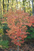 '- Acer palmatum 'Ogon sarasa' Golden Calico Cloth Japanese Maple - Mr Maple │ Buy Japanese Maple Trees