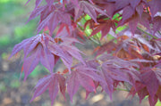 - Acer palmatum 'Ogon sarasa' Golden Calico Cloth Japanese Maple - Mr Maple │ Buy Japanese Maple Trees