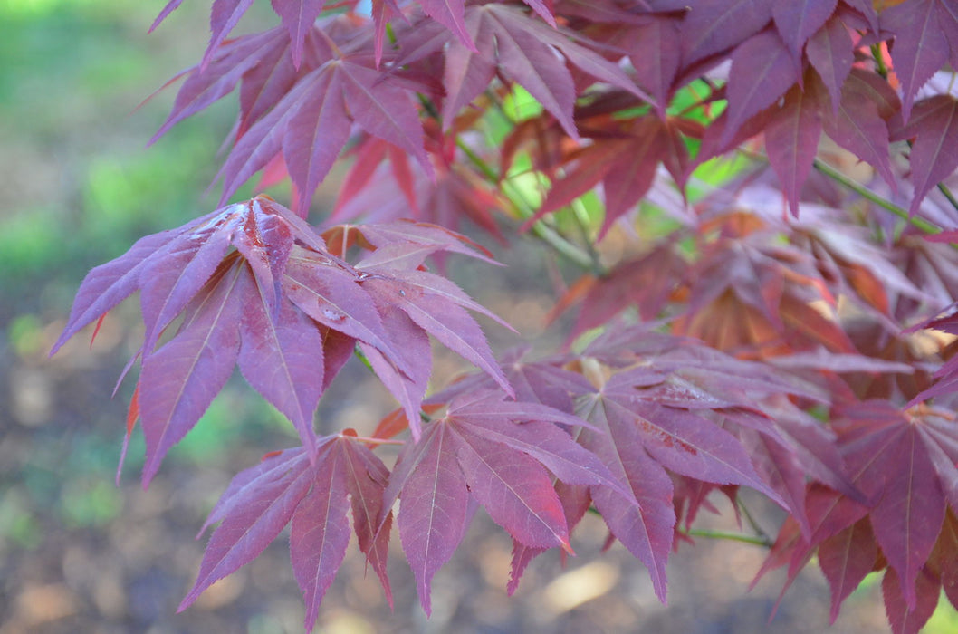 '- Acer palmatum 'Ogon sarasa' Golden Calico Cloth Japanese Maple - Mr Maple │ Buy Japanese Maple Trees