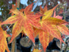 '- Acer palmatum 'Ogon sarasa' Golden Calico Cloth Japanese Maple - Mr Maple │ Buy Japanese Maple Trees