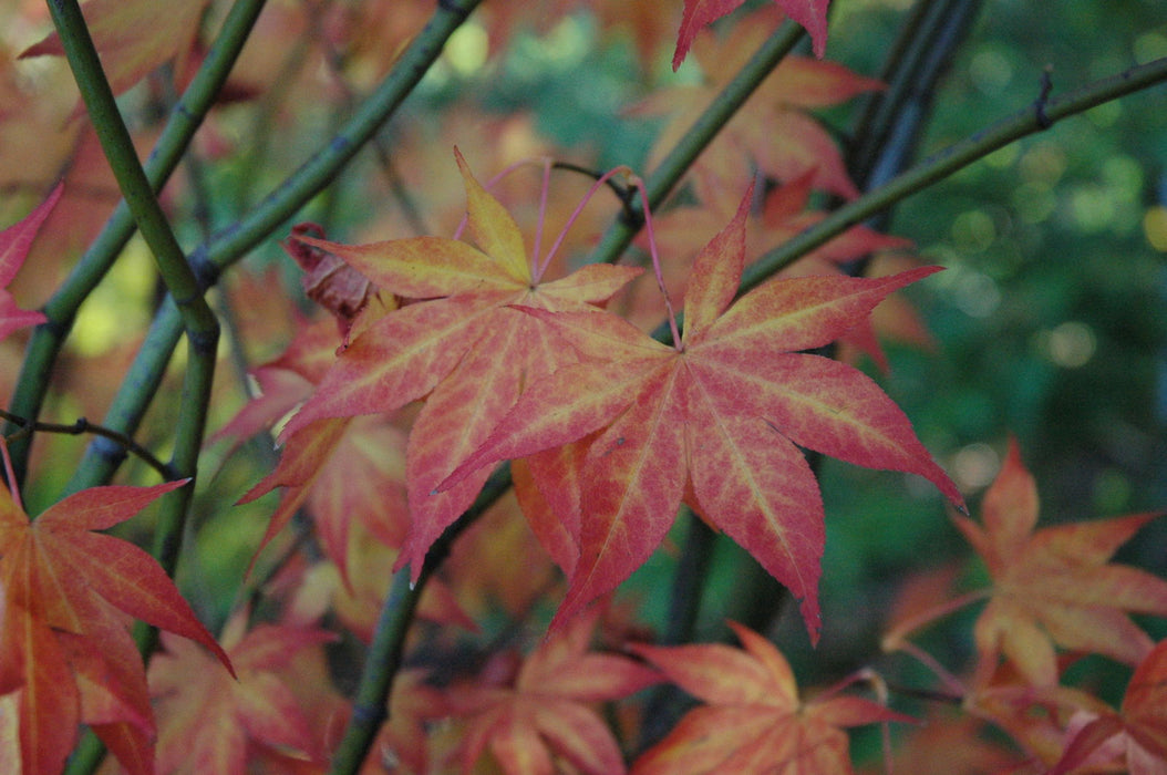 '- Acer palmatum 'Ogon sarasa' Golden Calico Cloth Japanese Maple - Mr Maple │ Buy Japanese Maple Trees