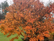 - Acer palmatum 'Ogon sarasa' Golden Calico Cloth Japanese Maple - Mr Maple │ Buy Japanese Maple Trees