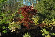 - Acer palmatum 'Ogon sarasa' Golden Calico Cloth Japanese Maple - Mr Maple │ Buy Japanese Maple Trees
