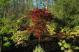 '- Acer palmatum 'Ogon sarasa' Golden Calico Cloth Japanese Maple - Mr Maple │ Buy Japanese Maple Trees