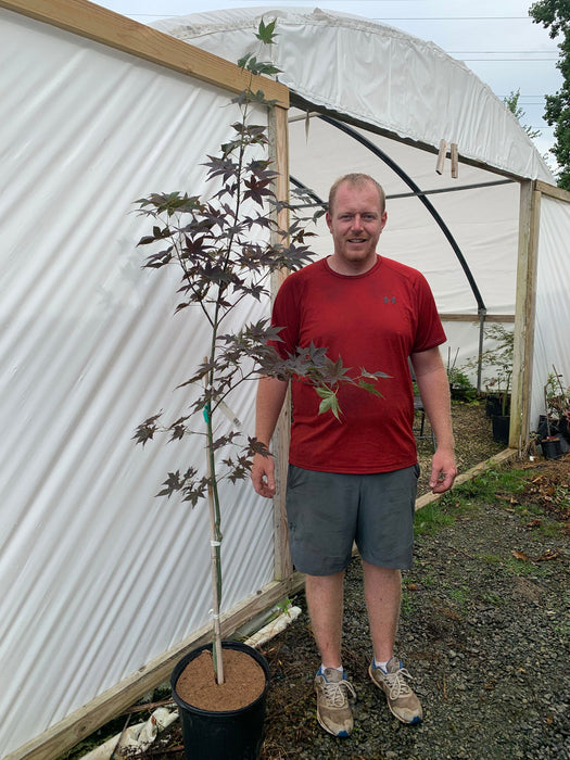 '- Acer palmatum 'Ogon sarasa' Golden Calico Cloth Japanese Maple - Mr Maple │ Buy Japanese Maple Trees