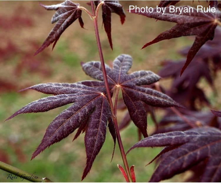 '- Acer palmatum 'Ogon sarasa' Golden Calico Cloth Japanese Maple - Mr Maple │ Buy Japanese Maple Trees