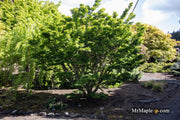 - Acer palmatum 'Ojishi' Male Lion Japanese Maple - Mr Maple │ Buy Japanese Maple Trees