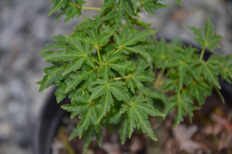 - Acer palmatum 'Ojishi' Male Lion Japanese Maple - Mr Maple │ Buy Japanese Maple Trees