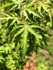 - Acer palmatum 'Ojishi' Male Lion Japanese Maple - Mr Maple │ Buy Japanese Maple Trees
