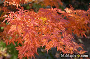 - Acer palmatum 'Ojishi' Male Lion Japanese Maple - Mr Maple │ Buy Japanese Maple Trees