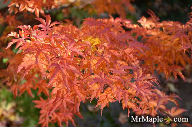 - Acer palmatum 'Ojishi' Male Lion Japanese Maple - Mr Maple │ Buy Japanese Maple Trees
