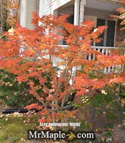 - Acer palmatum 'Ojishi' Male Lion Japanese Maple - Mr Maple │ Buy Japanese Maple Trees