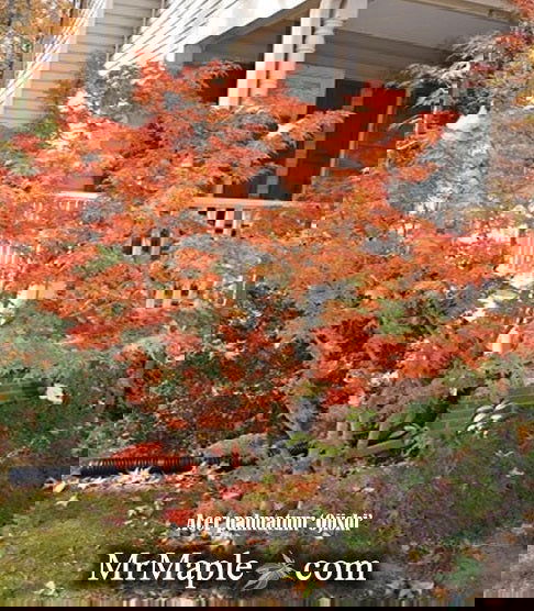 - Acer palmatum 'Ojishi' Male Lion Japanese Maple - Mr Maple │ Buy Japanese Maple Trees