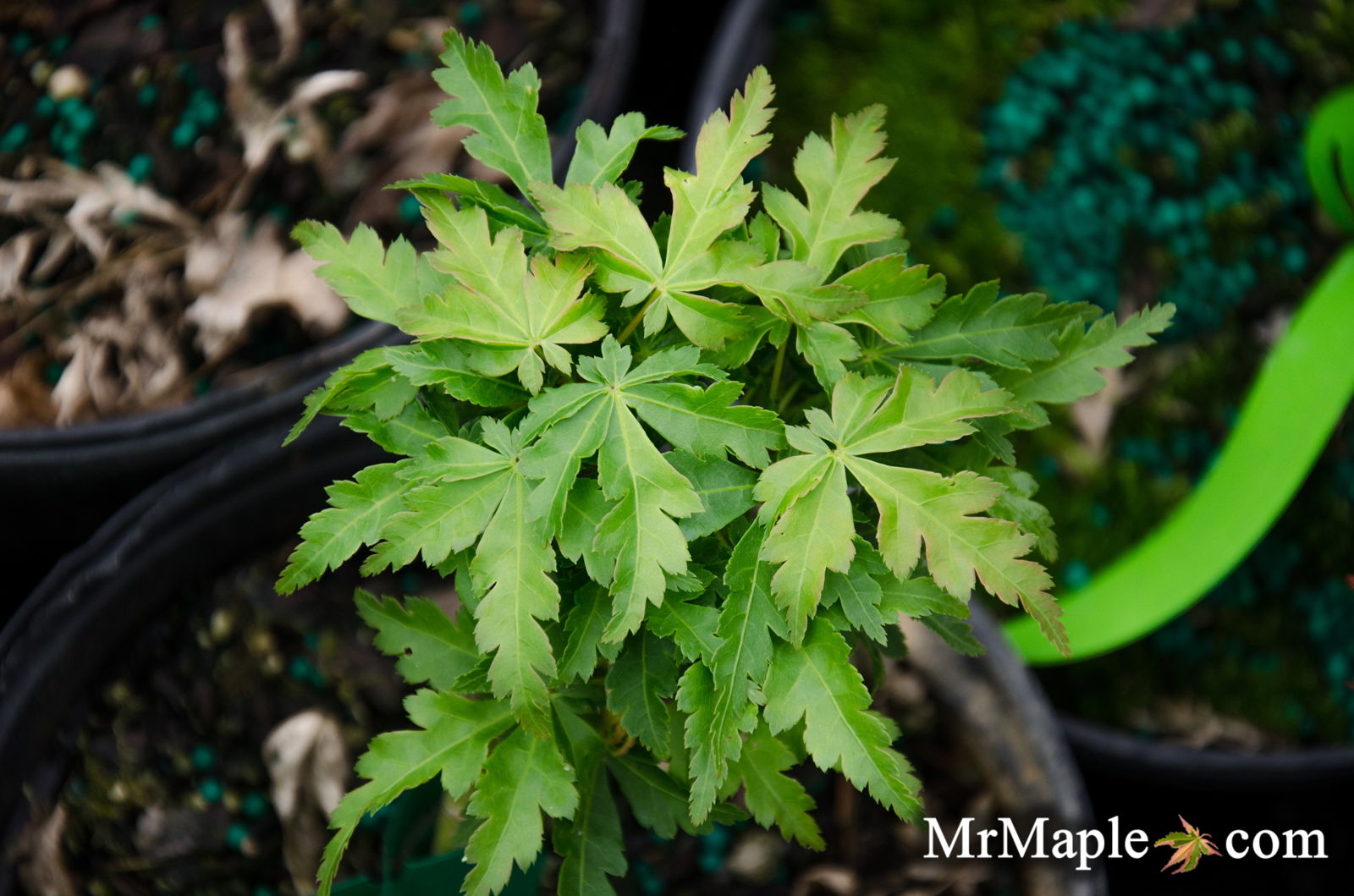 - Acer palmatum 'Ojishi' Male Lion Japanese Maple - Mr Maple │ Buy Japanese Maple Trees