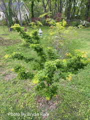 - Acer palmatum 'Ojishi' Male Lion Japanese Maple - Mr Maple │ Buy Japanese Maple Trees