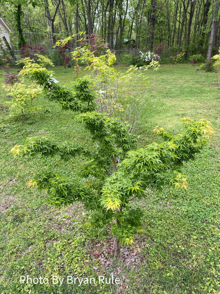 - Acer palmatum 'Ojishi' Male Lion Japanese Maple - Mr Maple │ Buy Japanese Maple Trees