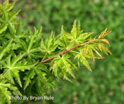 - Acer palmatum 'Ojishi' Male Lion Japanese Maple - Mr Maple │ Buy Japanese Maple Trees