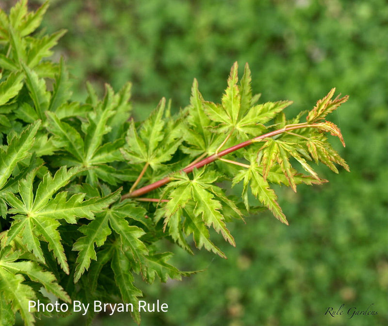 - Acer palmatum 'Ojishi' Male Lion Japanese Maple - Mr Maple │ Buy Japanese Maple Trees