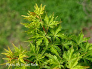 - Acer palmatum 'Ojishi' Male Lion Japanese Maple - Mr Maple │ Buy Japanese Maple Trees