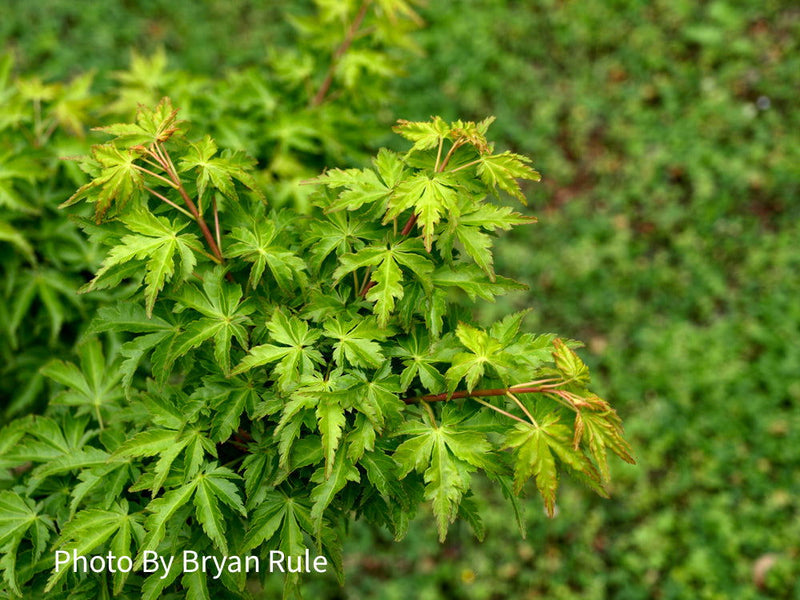 - Acer palmatum 'Ojishi' Male Lion Japanese Maple - Mr Maple │ Buy Japanese Maple Trees