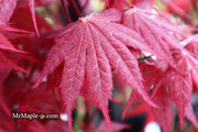 - Acer palmatum 'Okagami' Japanese Maple - Mr Maple │ Buy Japanese Maple Trees
