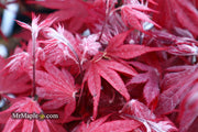 - Acer palmatum 'Okagami' Japanese Maple - Mr Maple │ Buy Japanese Maple Trees