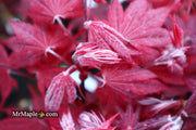 - Acer palmatum 'Okagami' Japanese Maple - Mr Maple │ Buy Japanese Maple Trees