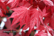 - Acer palmatum 'Okagami' Japanese Maple - Mr Maple │ Buy Japanese Maple Trees