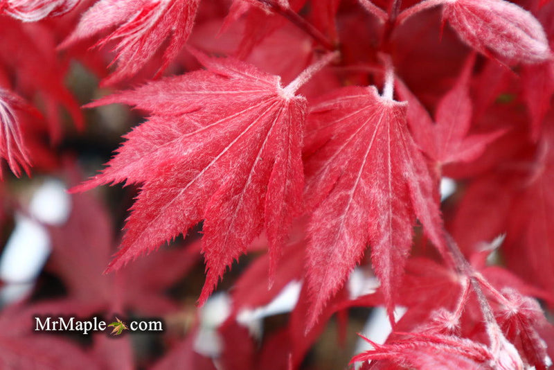 - Acer palmatum 'Okagami' Japanese Maple - Mr Maple │ Buy Japanese Maple Trees