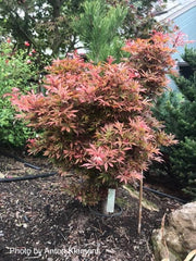 - Acer palmatum 'Okken's Red Mini' Japanese Maple - Mr Maple │ Buy Japanese Maple Trees