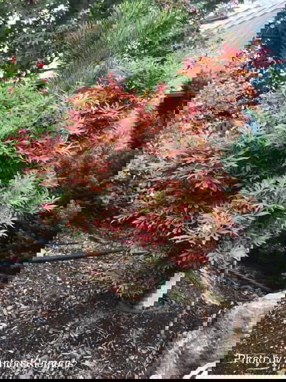 - Acer palmatum 'Okken's Red Mini' Japanese Maple - Mr Maple │ Buy Japanese Maple Trees