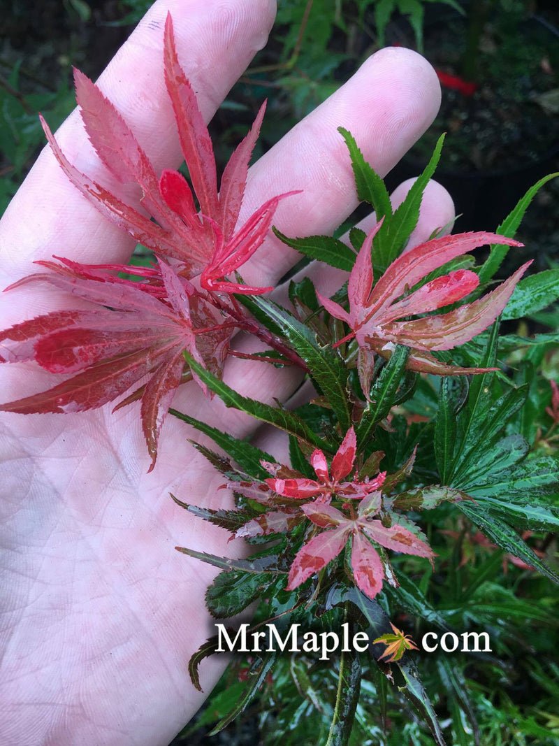 - Acer palmatum 'Okken's Red Mini' Japanese Maple - Mr Maple │ Buy Japanese Maple Trees