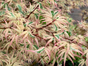 - Acer palmatum 'Okukuji nishiki' Japanese Maple - Mr Maple │ Buy Japanese Maple Trees