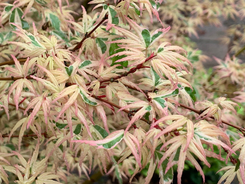 - Acer palmatum 'Okukuji nishiki' Japanese Maple - Mr Maple │ Buy Japanese Maple Trees