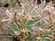 - Acer palmatum 'Okukuji nishiki' Japanese Maple - Mr Maple │ Buy Japanese Maple Trees
