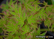 - Acer palmatum 'Okukuji nishiki' Japanese Maple - Mr Maple │ Buy Japanese Maple Trees