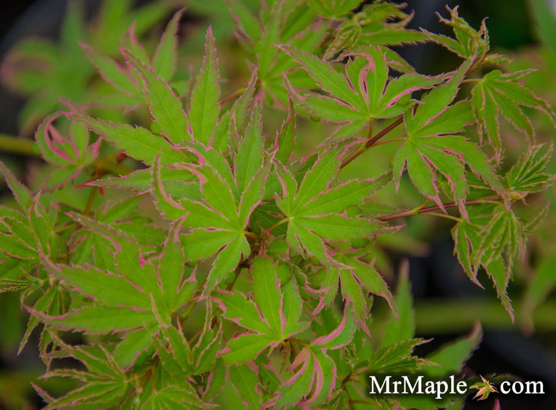 - Acer palmatum 'Okukuji nishiki' Japanese Maple - Mr Maple │ Buy Japanese Maple Trees