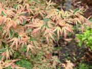 - Acer palmatum 'Okukuji nishiki' Japanese Maple - Mr Maple │ Buy Japanese Maple Trees